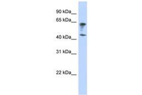IGSF11 antibody  (AA 179-228)