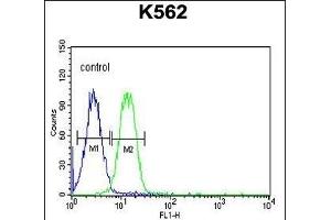 AVIL Antibody (N-term) (ABIN650952 and ABIN2840008) flow cytometric analysis of K562 cells (right histogram) compared to a negative control cell (left histogram). (Advillin Antikörper  (N-Term))