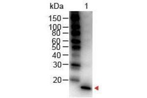 Western Blot of Rabbit anti-Mouse IL-1 Beta Antibody Peroxidase Conjugated Lane 1: Mouse IL-1 Beta Load: 50 ng per lane Secondary antibody: IL1 beta Antibody Peroxidase Conjugated at 1:1,000 for 30 min at RT Block: ABIN925618 for 30 min RT Predicted/Observed size: 18 kDa, 18 kDa