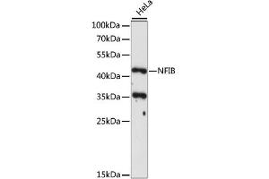 Western blot analysis of extracts of HeLa cells, using NFIB antibody (ABIN6290700) at 1:1000 dilution. (NFIB Antikörper)