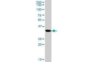 VGLL4 MaxPab polyclonal antibody. (VGLL4 Antikörper  (AA 1-290))