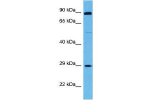 Host:  Mouse  Target Name:  SP3  Sample Tissue:  Mouse Skeletal Muscle  Antibody Dilution:  1ug/ml (Sp3 Antikörper  (Middle Region))
