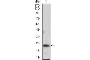 Western blot analysis using FTL mouse mAb against K562 cell lysate.