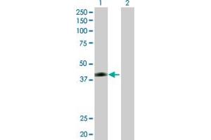 Western Blot analysis of JAM2 expression in transfected 293T cell line by JAM2 MaxPab polyclonal antibody. (JAM2 Antikörper  (AA 1-298))