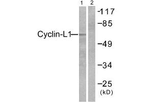 Western Blotting (WB) image for anti-Cyclin L1 (CCNL1) (C-Term) antibody (ABIN1848729) (Cyclin L1 Antikörper  (C-Term))