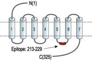 Representative domain view of the target of ABIN7884719.