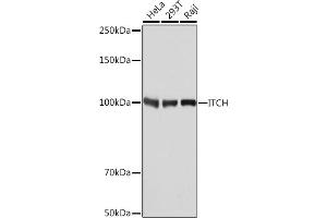 Western blot analysis of extracts of various cell lines, using ITCH Rabbit mAb (ABIN7268032) at 1:1000 dilution. (ITCH Antikörper)