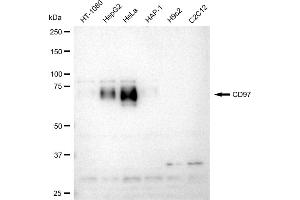 Western blotting analysis using CD97 antibody (ABIN7797988). (Rekombinanter CD97 Antikörper)