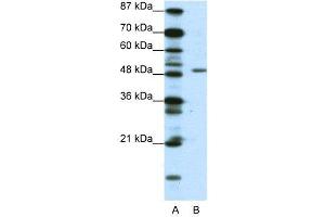 WB Suggested Anti-DPF2  Antibody Titration: 0. (DPF2 Antikörper  (N-Term))