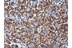 Immunohistochemical staining of paraffin-embedded Human pancreas tissue using anti-RGS16 mouse monoclonal antibody. (RGS16 Antikörper)