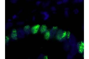 Immunofluorescence (IF) image for anti-Proliferating Cell Nuclear Antigen (PCNA) (C-Term) antibody (ABIN7448997)