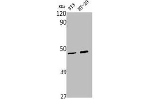 Western Blot analysis of NIH-3T3 HT29 cells using Wnt-1 Polyclonal Antibody (WNT1 Antikörper  (C-Term))