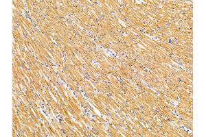 ABIN7094667 and ABIN7098718 at 1/100 staining Rat heart tissue by IHC-P. (Chromosome 6 Open Reading Frame 134 (C6orf134) (Internal Region) Antikörper)
