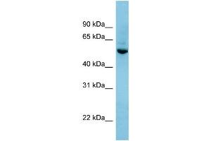 WB Suggested Anti-SHB Antibody Titration: 0. (SHB Antikörper  (N-Term))