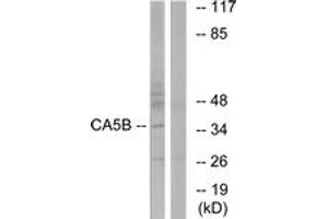Western Blotting (WB) image for anti-Carbonic Anhydrase VB, Mitochondrial (CA5B) (AA 241-290) antibody (ABIN2890190) (CA5B Antikörper  (AA 241-290))