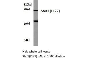 Western blot (WB) analysis of Stat1 antibody in extracts from hela cells. (STAT1 Antikörper)