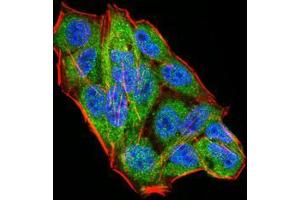 Immunofluorescence (IF) image for anti-Wilms Tumor 1 Associated Protein (WTAP) (AA 91-201) antibody (ABIN5542407)