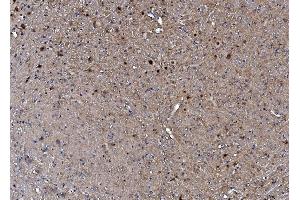 IHC analysis of TORC1/CRTC1 using anti-TORC1/CRTC1 antibody (ABIN7602801). (CRTC1 Antikörper  (C-Term))