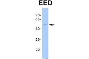 Western Blotting (WB) image for anti-Embryonic Ectoderm Development (EED) (N-Term) antibody (ABIN2776407)