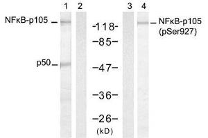 Western blot analysis of extract from HT-29 cells, untreated or treated with TNF-α and Calyculin A, using NFκB-p105/p50 (Ab-927) antibody (E021312, Lane 1 and 2) and NFκB-p105/p50 (Phospho-Ser927) antibody (E011312, Lane 3 and 4). (NFKB1 Antikörper  (pSer927))