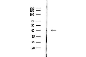 anti-Trace Amine Associated Receptor 2 (TAAR2) (N-Term) antibody
