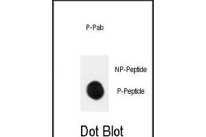 Dot blot analysis of anti-Phospho-MEK1-p Antibody (ABIN389995 and ABIN2839772) on nitrocellulose membrane. (MEK1 Antikörper  (pSer222))