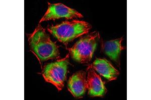 Immunofluorescence (IF) image for anti-Solute Carrier Family 2 (Facilitated Glucose Transporter), Member 4 (SLC2A4) (AA 224-353) antibody (ABIN1846354)