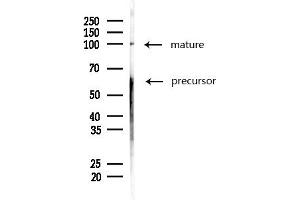 anti-Activated Leukocyte Cell Adhesion Molecule (ALCAM) (N-Term) antibody