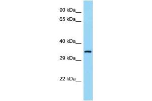 WB Suggested Anti-COQ9 Antibody Titration: 1. (COQ9 Antikörper  (N-Term))