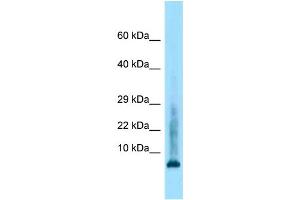 WB Suggested Anti-Hist2h4 Antibody Titration: 1.
