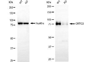 Western blotting analysis using CRTC2 antibody (ABIN7798166). (Rekombinanter CRTC2 Antikörper)