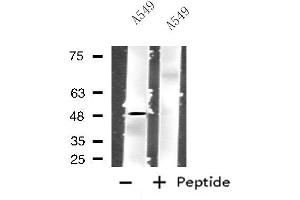 Western blot analysis of extracts from A549 cells using GPR83 antibody. (GPR83 Antikörper  (N-Term))