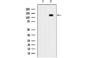 Western blot analysis of HF10 cells using HIF1 alpha mouse monoclonal antibody