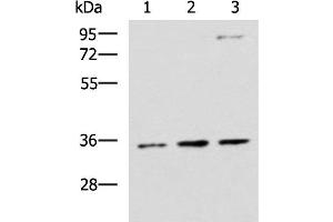 Western blot analysis of HepG2 A431 and Raji cell lysates using STX5 Polyclonal Antibody at dilution of 1:1000