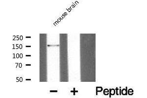 Western blot analysis of extracts from mouse brain, using PARD3 antibody. (PARD3 Antikörper  (C-Term))