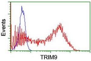 TRIM9 Antikörper  (AA 284-669)