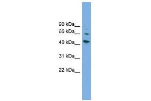WIPF2 antibody used at 1 ug/ml to detect target protein. (WIPF2 Antikörper  (Middle Region))