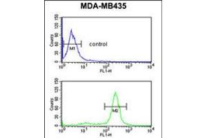 Flow cytometric analysis of MDA-MB435 cells (bottom histogram) compared to a negative control cell (top histogram). (PRKAA1 Antikörper)