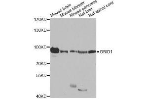 Western blot analysis of extracts of various cell lines, using GRID1 antibody. (GRID1 Antikörper  (AA 880-1009))