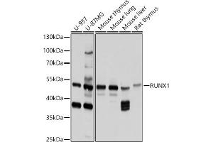 Western blot analysis of extracts of various cell lines, using RUNX1 antibody (ABIN6129946, ABIN6147309, ABIN6147311 and ABIN6213835) at 1:1000 dilution. (RUNX1 Antikörper  (AA 221-480))