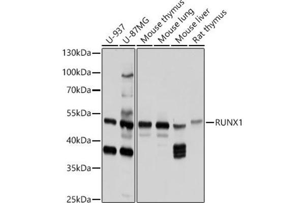 RUNX1 Antikörper  (AA 221-480)