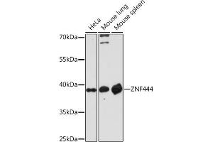 Western blot analysis of extracts of various cell lines, using ZNF444 Rabbit pAb (ABIN7271487) at 1:1000 dilution. (ZNF444 Antikörper)