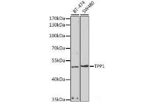 Western blot analysis of extracts of various cell lines using TPP1 Polyclonal Antibody at dilution of 1:1000. (TPP1 Antikörper)