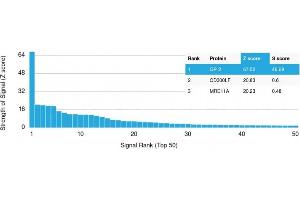 Analysis of Protein Array containing more than 19,000 full-length human proteins using GP2 Mouse Monoclonal Antibody (GP2/1803) Z- and S- Score: The Z-score represents the strength of a signal that a monoclonal antibody (Monoclonal Antibody) (in combination with a fluorescently-tagged anti-IgG secondary antibody) produces when binding to a particular protein on the HuProtTM array. (GP2 Antikörper  (AA 35-179))
