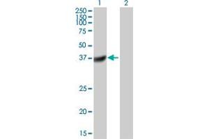 Western Blot analysis of DUSP11 expression in transfected 293T cell line by DUSP11 MaxPab polyclonal antibody. (DUSP11 Antikörper  (AA 1-330))