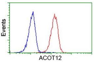 Image no. 4 for anti-Acyl-CoA Thioesterase 12 (ACOT12) antibody (ABIN1496417) (ACOT12 Antikörper)