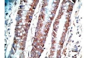 Human colon tissue was stained by Rabbit AntiPYY (3-36)-Gly (R,M,C,P) Antiserum (Peptide YY (PYY) -Gly (AA 3-36) Antikörper)