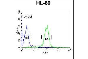 Flow cytometric analysis of HL-60 cells (right histogram) compared to a negative control cell (left histogram). (GZMB Antikörper  (C-Term))