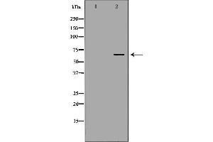 Western blot analysis of extracts of kidney, using NUMBL antibody.