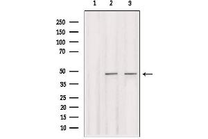 Western blot analysis of extracts from various samples, using IRF2 Antibody. (IRF2 Antikörper  (Internal Region))